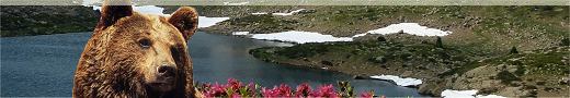 Andorre: Les ours bruns en Andorre